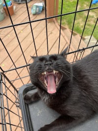 a black cat yawning in a cage